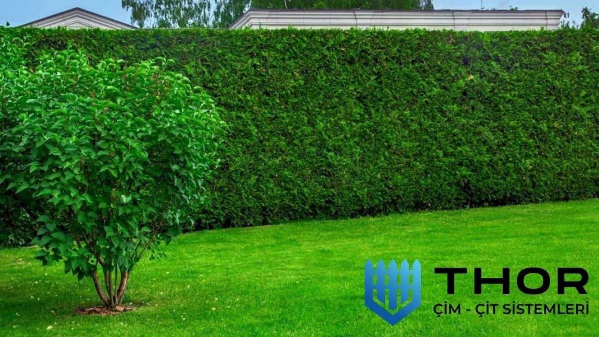 Çim Çit Kaç Yıl Dayanır